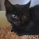 Znaleziono kota, Olsztyn, 1 października 2025