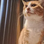 Znaleziono kota, Olsztyn, 6 października 2025