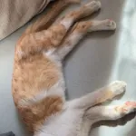 Zaginął kot, Lublin, 11 października 2025