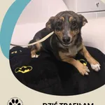 Znaleziono psa, Dąbrówka, 10 października 2025