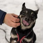 Pies do adopcji, Kraków, 26 września 2025