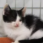 Znaleziono kota, Łódź, 11 października 2025