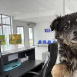 Pies do adopcji, Kraków, 26 września 2025