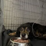 Pies do adopcji, Kraków, 27 września 2025