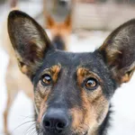 Oddam psa, Olsztyn, 12 października 2025