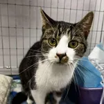 Znaleziono kota, Toruń, 10 października 2025