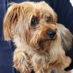 Znaleziono psa, Łódź, 12 października 2025