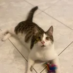 Zaginął kot, Pyzdry, 13 października 2025