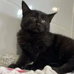 Łezka ma około 5 miesięcy. To delikatna, wystraszona i nieśmiała koteczka, której życie od samego początku nie było łatwe. Trafiła do nas z problemem z oczkiem, co widać na zdjęciach. Wkrótce czeka ją