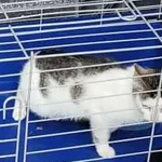 Znaleziono kota, Toruń, 10 października 2025