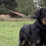 Imię:  Frodo Chip: 616093903164480 Płeć : Samiec Wiek:  styczeń 2024 Wielkość:  mała Kastracja/sterylizacja:  Tak Inne Psy:  Akceptuje towarzystwo suczek i psów, Dzieci:  W wieku szkolnym.  Charakter: