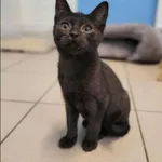 Znaleziono kota, Grudziądz, 2 sierpnia 2025