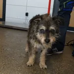 Znaleziono psa, Szczecin, 13 października 2025