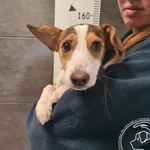 Przyjęty: 2025-10-12 Gmina: Andrychów Płeć: Suka Opis: mieszaniec, brązowo-białe