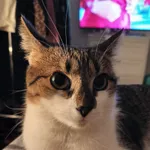 Zaginął kot, Kraków, 13 października 2025