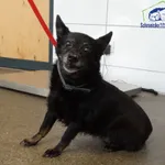 Znaleziono psa, Szczecin, 13 października 2025