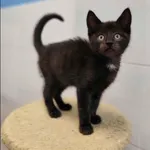 Znaleziono kota, Grudziądz, 9 sierpnia 2025