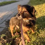 Znaleziono psa, Szczecin, 13 października 2025