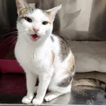 4745/137/25 Jeżyna -  data przyjęcia -20.09.2025