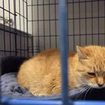 Kot do adopcji, Zgierz, 13 października 2025