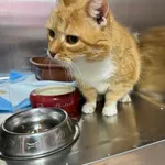 Kot do adopcji, Zgierz, 13 października 2025