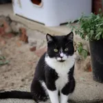 Kot do adopcji, Dłużyna Górna, 12 października 2025