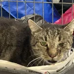 Znaleziono kota, Toruń, 9 października 2025