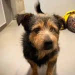 Znaleziono psa, Szczecin, 13 października 2025