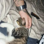 Młody kot lub kotka na ul. Tarnowskiej