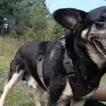 Zaginął pies, Niemcz, 14 października 2025