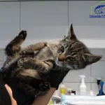 Kot do adopcji, Szczecin, 13 października 2025