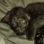 Zaginął kot, Łódź, 14 października 2025