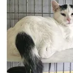 Kot do adopcji, Wrocław, 20 czerwca 2025