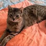 Zaginął kot, Łódź, 14 października 2025