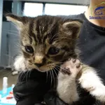 Kot do adopcji, Szczecin, 14 października 2025