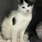 Kot do adopcji, Olsztyn, 15 października 2025