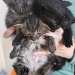 Znaleziono kota, Lublin, 11 października 2025