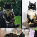 Zaginął kot, Łódź, 14 października 2025