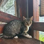 Kot do adopcji, Chełmek, 12 września 2025