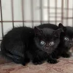 Kot do adopcji, Olsztyn, 23 września 2025