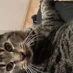 Zaginął kot, Łódź, 14 października 2025