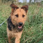 Znaleziono psa, Tatary, 1 lipca 2025