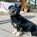 Znaleziono psa, Pieckowo, 13 października 2025