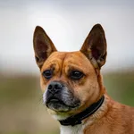 Znaleziono psa, Racławice, 13 października 2025