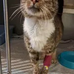 Znaleziono kota, Olsztyn, 14 października 2025