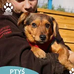 Pies do adopcji, Dąbrówka, 16 października 2025