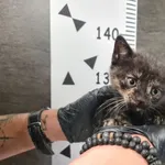 Znaleziono kota, Chełmek, 17 października 2025