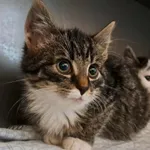 Kot do adopcji, Olsztyn, 15 października 2025