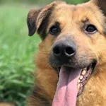 Znaleziono psa, Tatary, 12 kwietnia 2025