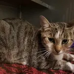 Znaleziono kota, Olsztyn, 14 października 2025